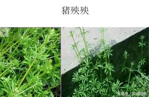 雜草 花|認識雜草篇